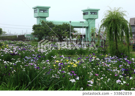 Ibaraki Prefecture Water Town Tideari Ayame Ibaraki Prefecture Water Town Tideari Ayame 33862859