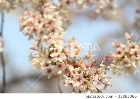 Beautiful Cherry blossom , white sakura flower 33863060