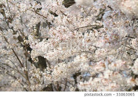 spring sakura pink flower spring sakura pink flower 33863065