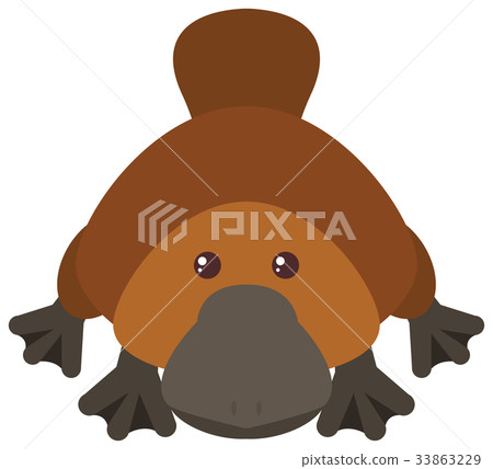 Platypus on white background 33863229
