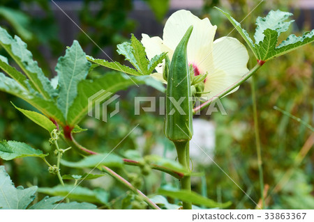 Okra's Flower and Okra Okra's Flower and Okra 33863367