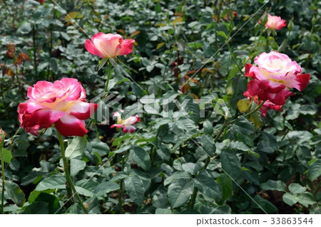 高台植物園玫瑰園“雙喜”深粉紅玫瑰花 高台植物園玫瑰園“雙喜”深粉紅玫瑰花 33863544
