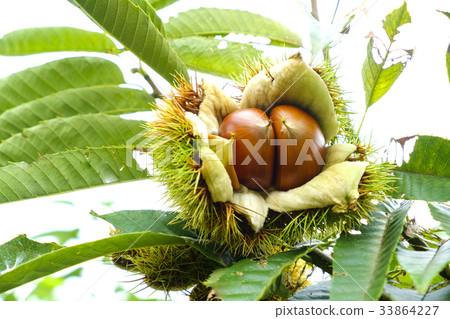 Chestnut  33864227