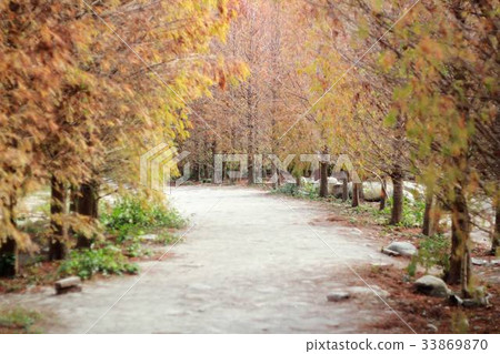 落羽松林 落羽松林 33869870