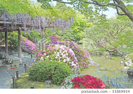 與城南區的紫藤 33869934