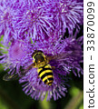bumble bee flying to flower 33870099