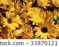 first spring flowers, sunlight 33870121