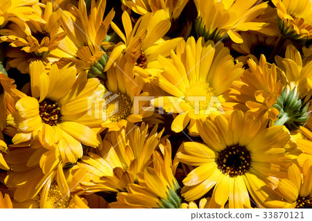 first spring flowers, sunlight first spring flowers, sunlight 33870121