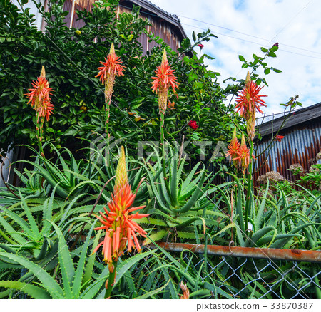 Aloe Succulent Plant (Aloe vera) with flowers 33870387