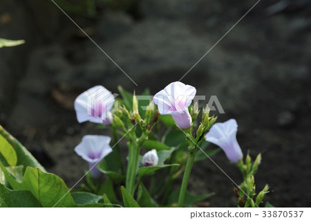 Sweet potato flower Sweet potato sweet potato flower Sweet potato flower Sweet potato sweet potato flower 33870537