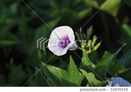 Sweet potato flower Sweet potato sweet potato flower Sweet potato flower Sweet potato sweet potato flower 33870538