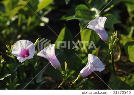 Sweet potato flower Sweet potato sweet potato flower Sweet potato flower Sweet potato sweet potato flower 33870540