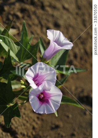 Sweet potato flower Sweet potato sweet potato flower Sweet potato flower Sweet potato sweet potato flower 33870550