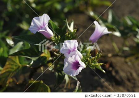 Sweet potato flower Sweet potato sweet potato flower Sweet potato flower Sweet potato sweet potato flower 33870551