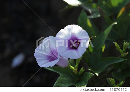 Sweet potato flower Sweet potato sweet potato flower Sweet potato flower Sweet potato sweet potato flower 33870552