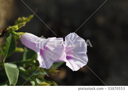 Sweet potato flower Sweet potato sweet potato flower Sweet potato flower Sweet potato sweet potato flower 33870553