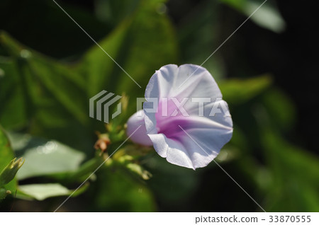 Sweet potato flower Sweet potato sweet potato flower Sweet potato flower Sweet potato sweet potato flower 33870555