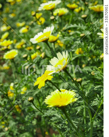 Shun Chrysanthemum 33870901