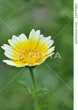 Shun Chrysanthemum Shun Chrysanthemum 33870904