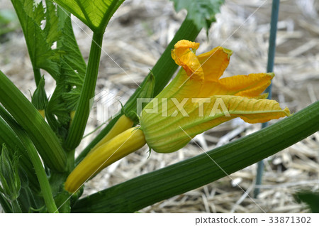 夏南瓜花菜花 33871302