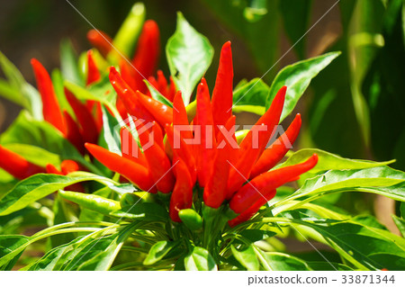 Pepper 1 Pepper 1 33871344