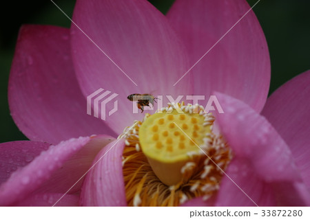Lotus flower and bee 33872280