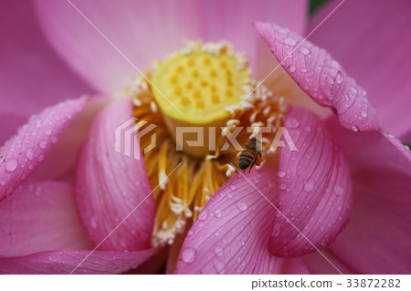 Lotus flower and bee 33872282