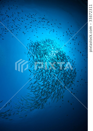 Fish herd Under the blue Fish herd Under the blue 33872311