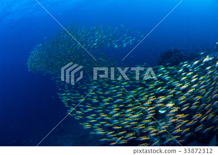 Fish herd Under the blue  33872312