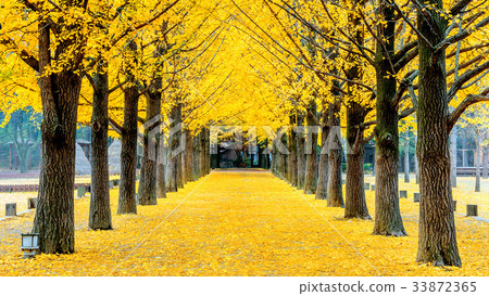 Row of yellow ginkgo tree in Nami Island, Korea 33872365