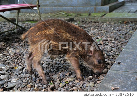 Wild Uribou - Stock Photo [33872510] - PIXTA