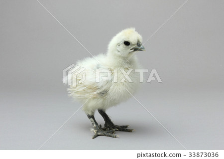 肋骨雞小雞,白色柔滑的鳥 肋骨雞小雞,白色柔滑的鳥 33873036