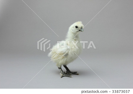 Rib chicken chick, white silky bird 33873037