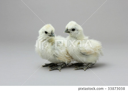 肋骨雞小雞，白色柔滑的鳥 33873038