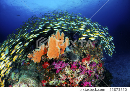 Wonderful underwater world  33873850