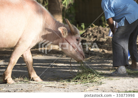 Albino buffalo chewing grass Albino buffalo chewing grass 33873998