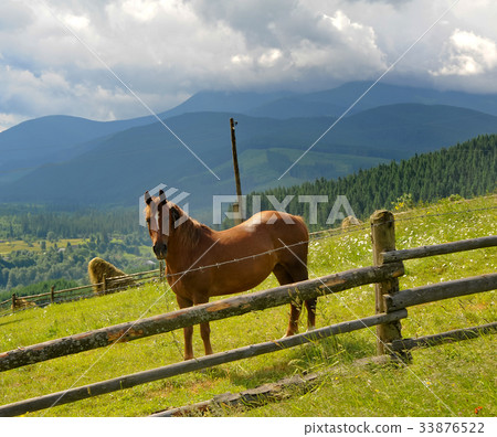 The Horse on the pasture The Horse on the pasture 33876522
