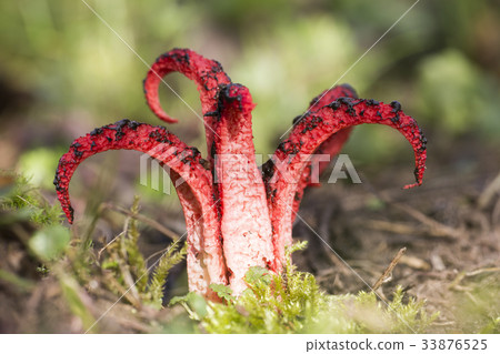 Octopus stinkhorn fungus Octopus stinkhorn fungus 33876525
