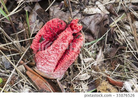 Octopus stinkhorn fungus Octopus stinkhorn fungus 33876526
