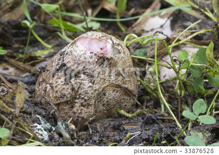 Suberumpent egg of an octopus stinkhorn fungus Suberumpent egg of an octopus stinkhorn fungus 33876528