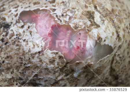 Suberumpent egg of an octopus stinkhorn fungus Suberumpent egg of an octopus stinkhorn fungus 33876529