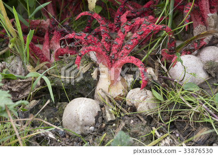 Octopus stinkhorn fungus Octopus stinkhorn fungus 33876530