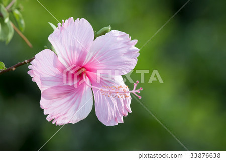 Hibiscus flowers 33876638
