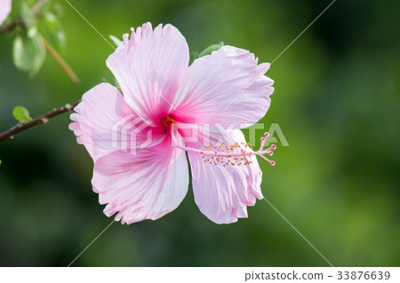 Hibiscus flowers Hibiscus flowers 33876639