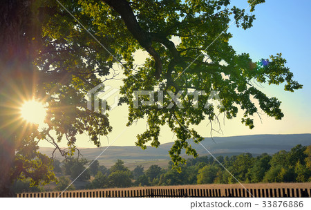 Oldest oak in Romania being estimated approximation to 900 years 33876886