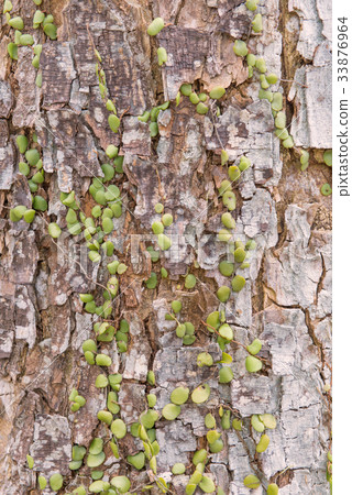 Dischidia ruscifolia or million hearts plant 33876964