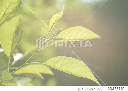 新鮮的綠葉 33877161
