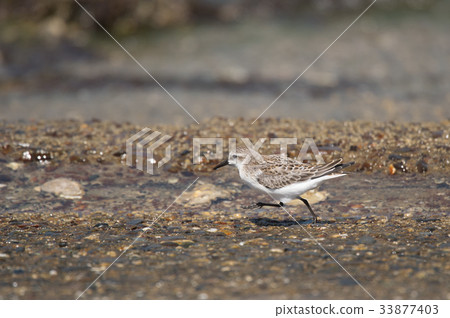 Toenen在吉野河口奔跑 33877403