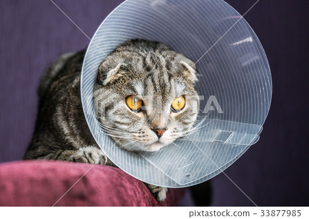 sick Scottish cat in a plastic protective collar  33877985