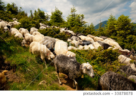 Flock of white sheep 33878078
